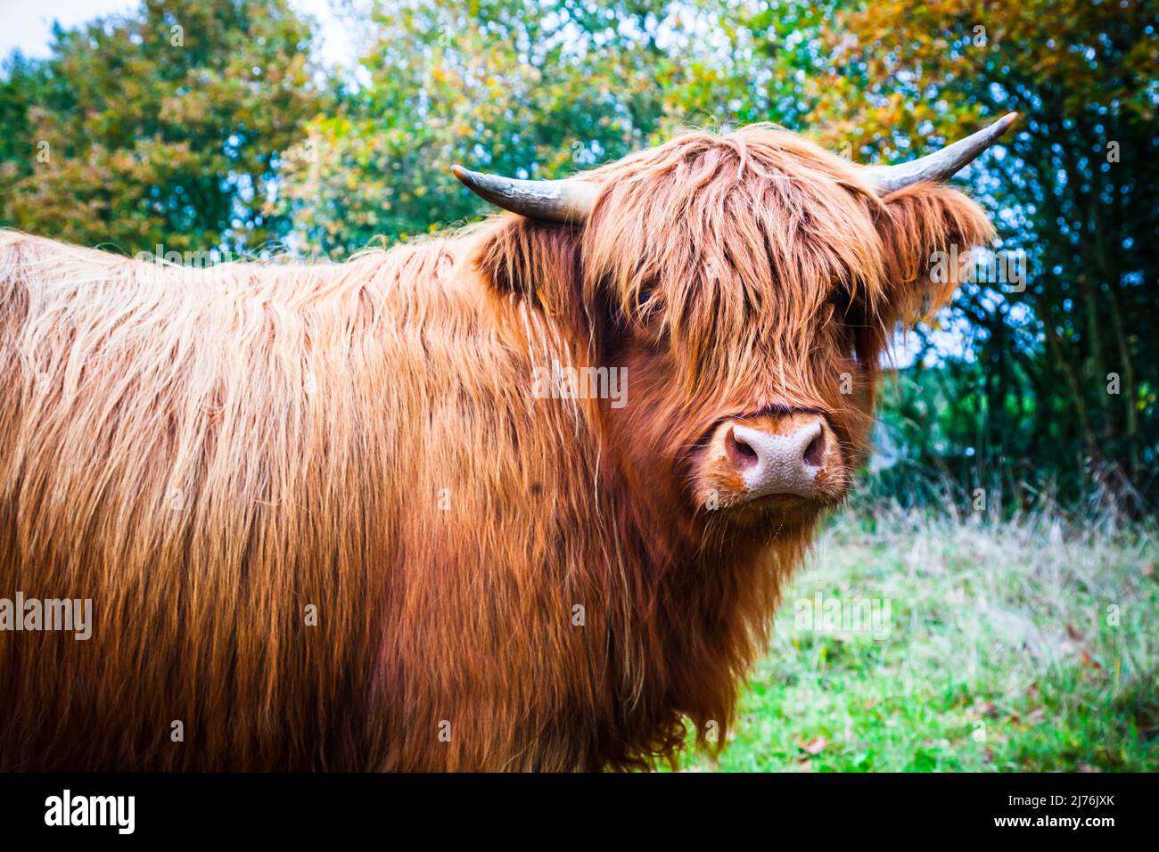 Schottische Highland Kuh in der Natur im Herbst Stockfoto