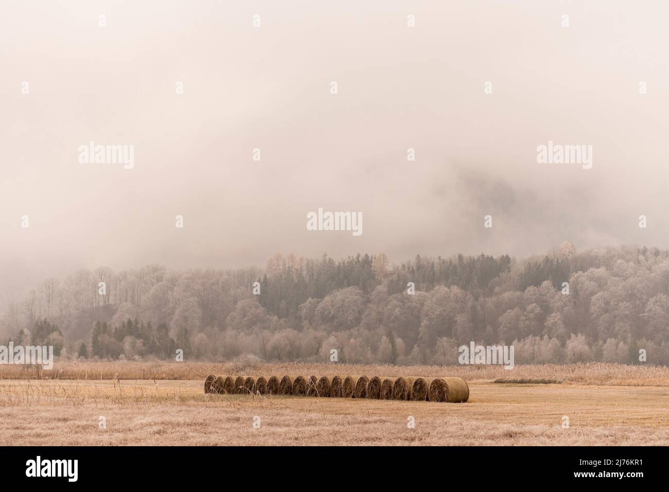 Eine Reihe von Strohballen im Moor bei Kochel im bayerischen Voralpenland bei hohem Nebel und Reif, im Hintergrund Mischwald auf einem kleinen Hügel und dichten Wolken. Stockfoto