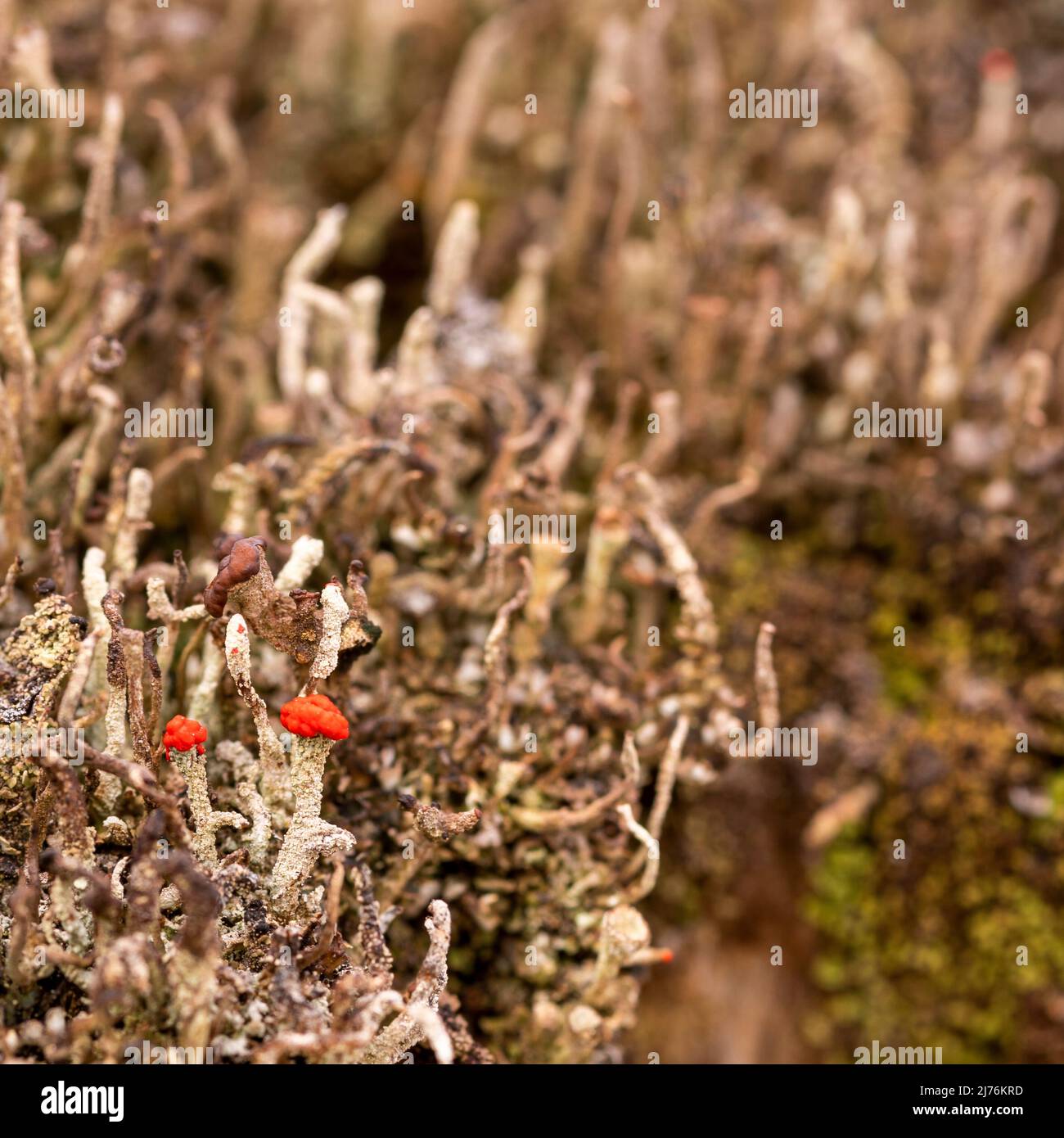 Die winzigen Becherflechten der Algen-Pilz-Symbiose von Cladonia macilenta auf Totholz im Karwendelgebirge Stockfoto