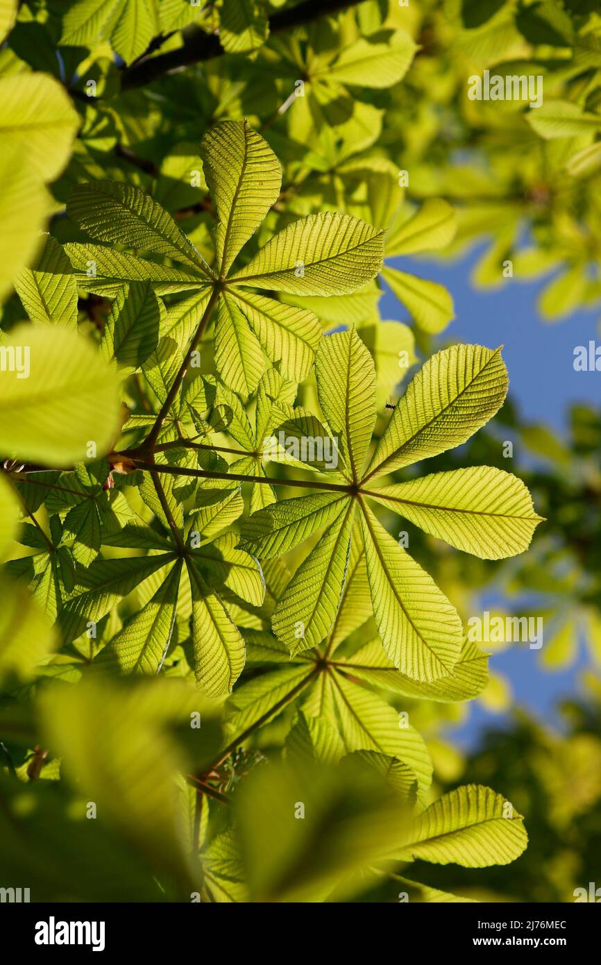 Frisches Blattsprieß aus Kastanie im April Stockfoto