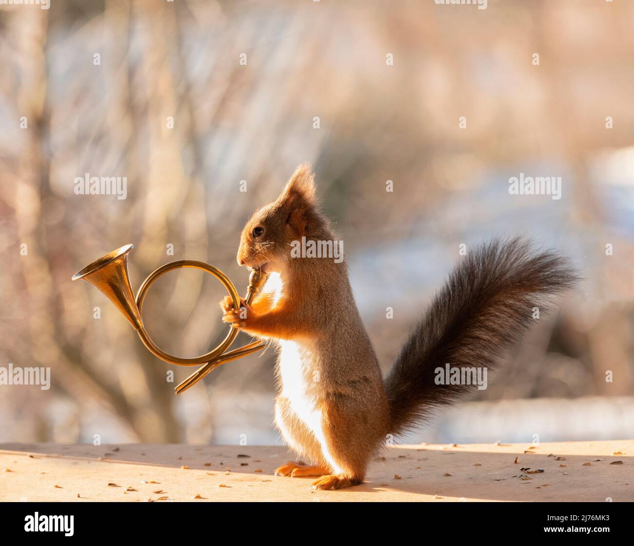 Rotes Eichhörnchen hält ein französisches Horn; Stockfoto