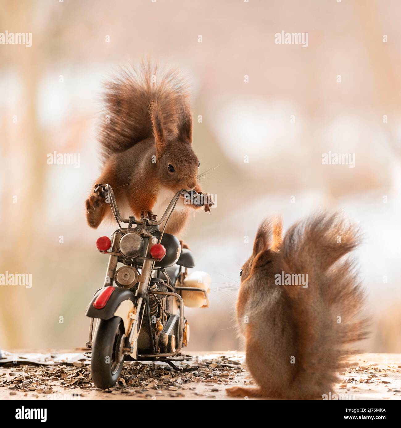 Rotes Eichhörnchen steht auf einem indischen Fahrrad Stockfoto
