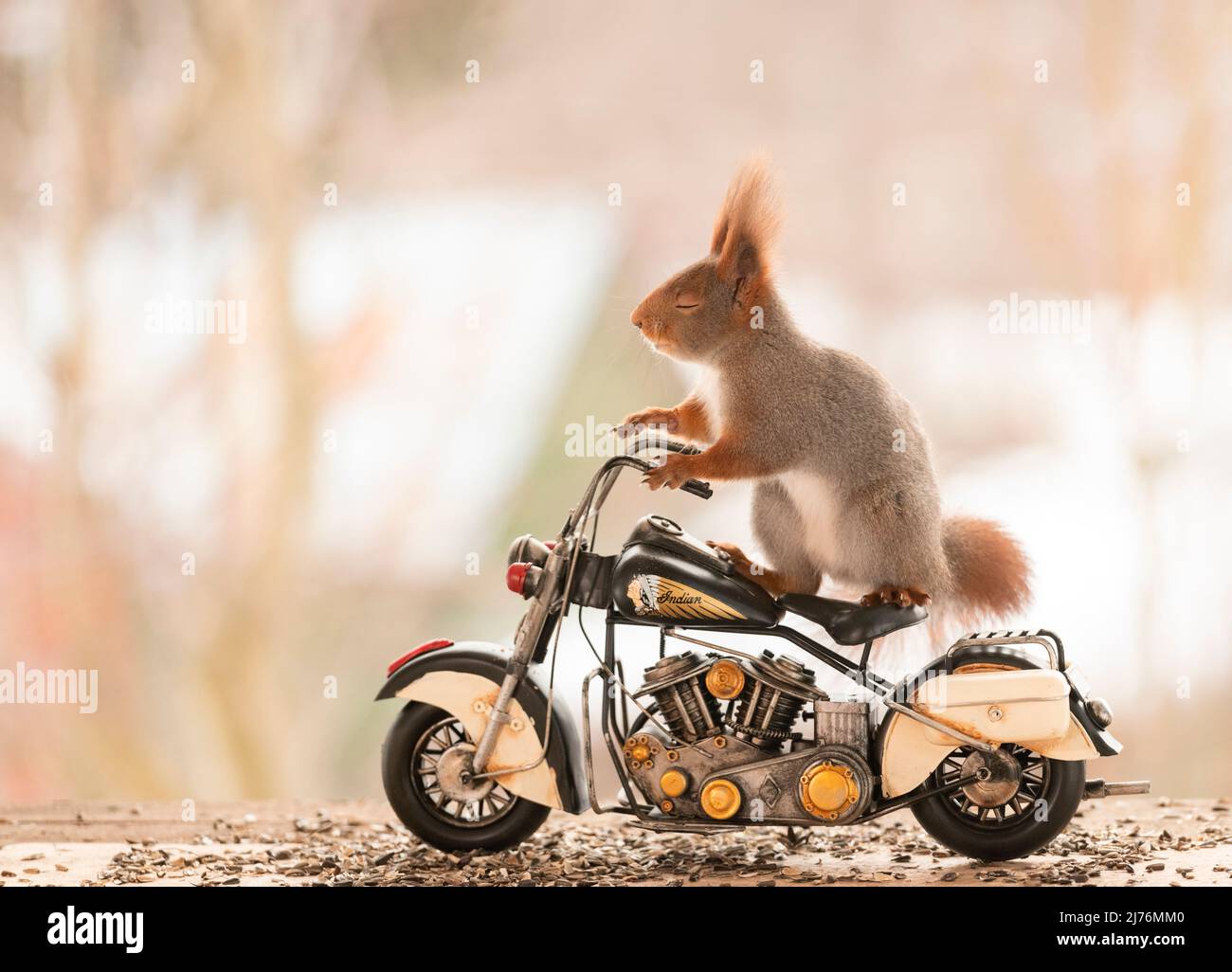 Rotes Eichhörnchen steht auf einem indischen Fahrrad Stockfoto
