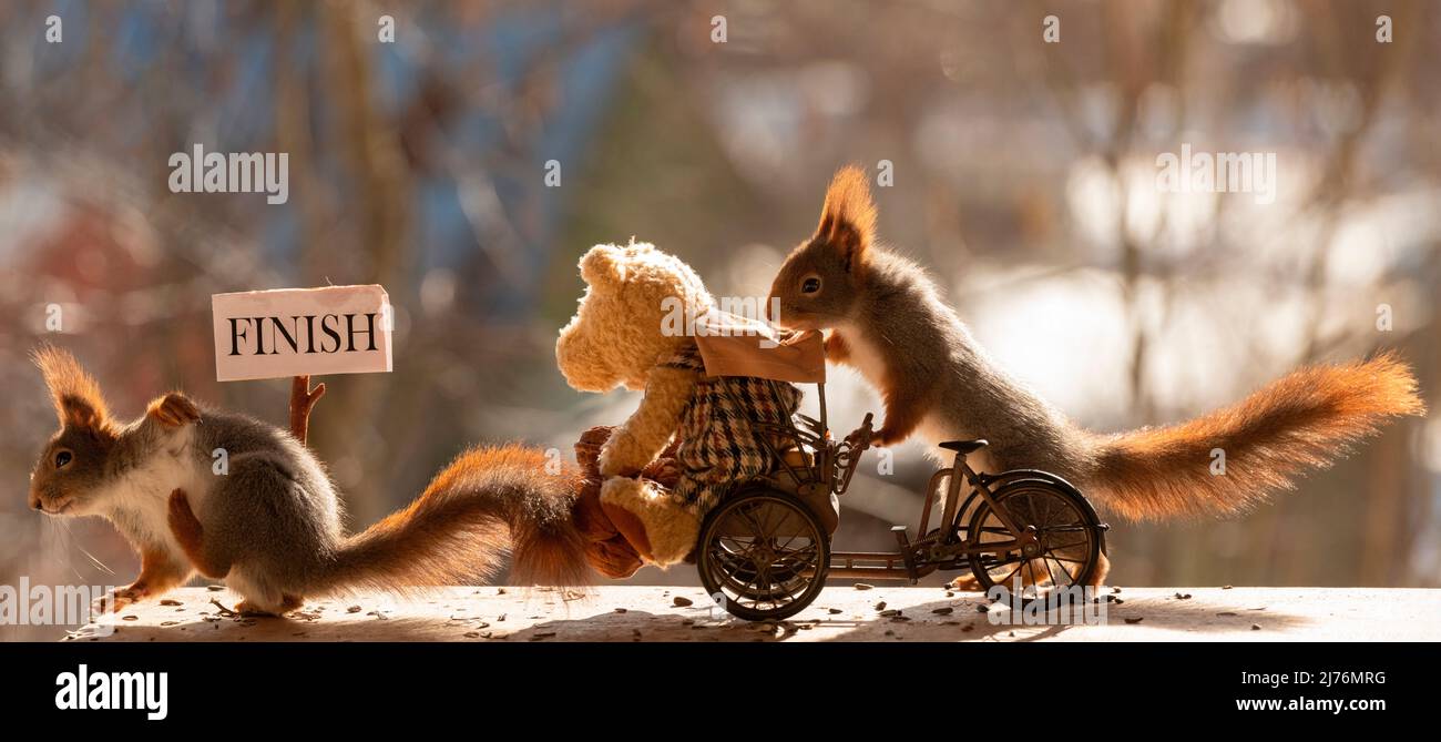 Eichhörnchen mit Fahrrad und Teddybär in der Ziellinie Stockfoto