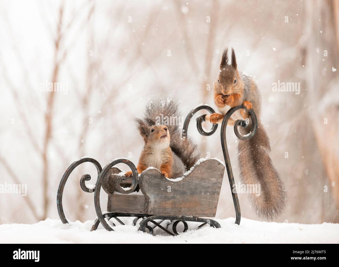 Rotes Eichhörnchen mit einem Schlitten Stockfoto