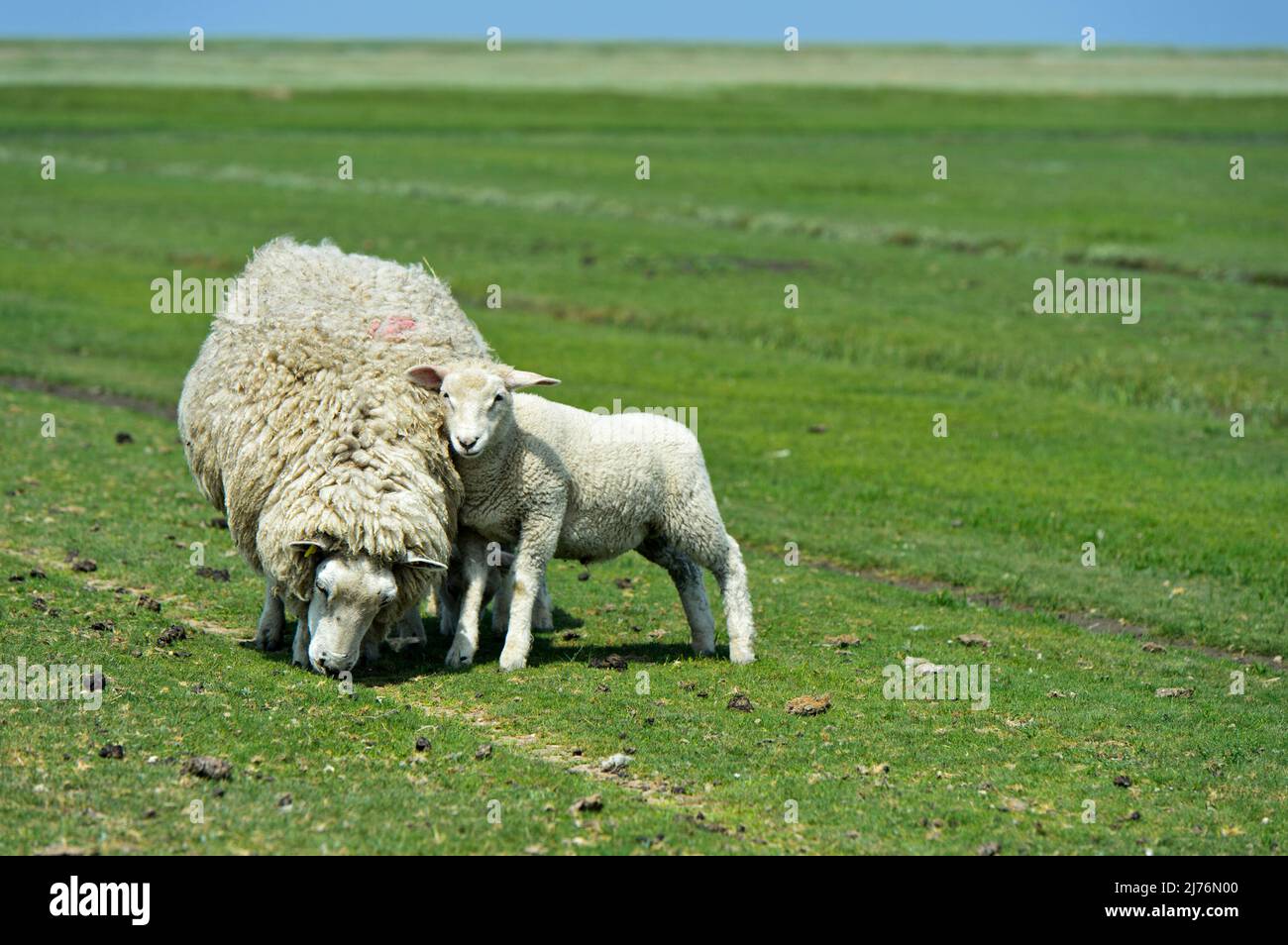 Texeler Schafe, Lamm schmiegt sich an die Mutter, Nationalpark Schleswig-Holsteinisches Wattenmeer, Westerhever, Schleswig-Holstein, Deutschland Stockfoto