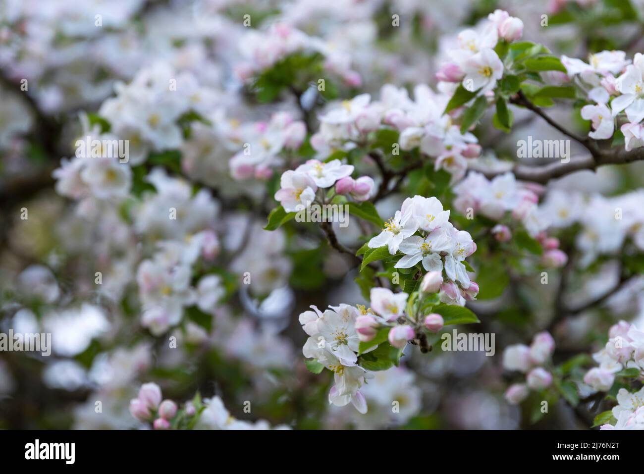 Apfelblüten, Eggenertal, Deutschland, Baden-Württemberg, Markgräflerland Stockfoto