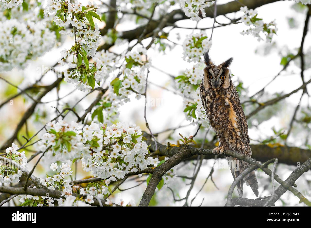 Langohreule (ASIO otus) im blühenden Kirschbaum, Eggenertal, Deutschland, Baden-Württemberg, Markgräflerland Stockfoto