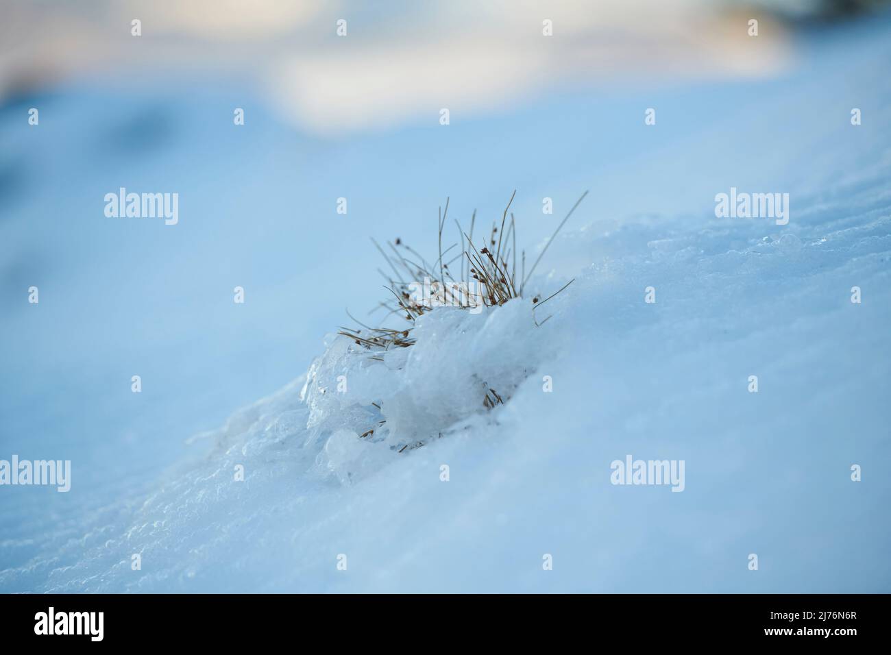 Eiskristalle auf Pflanzenresten, Bayern, Deutschland Stockfoto