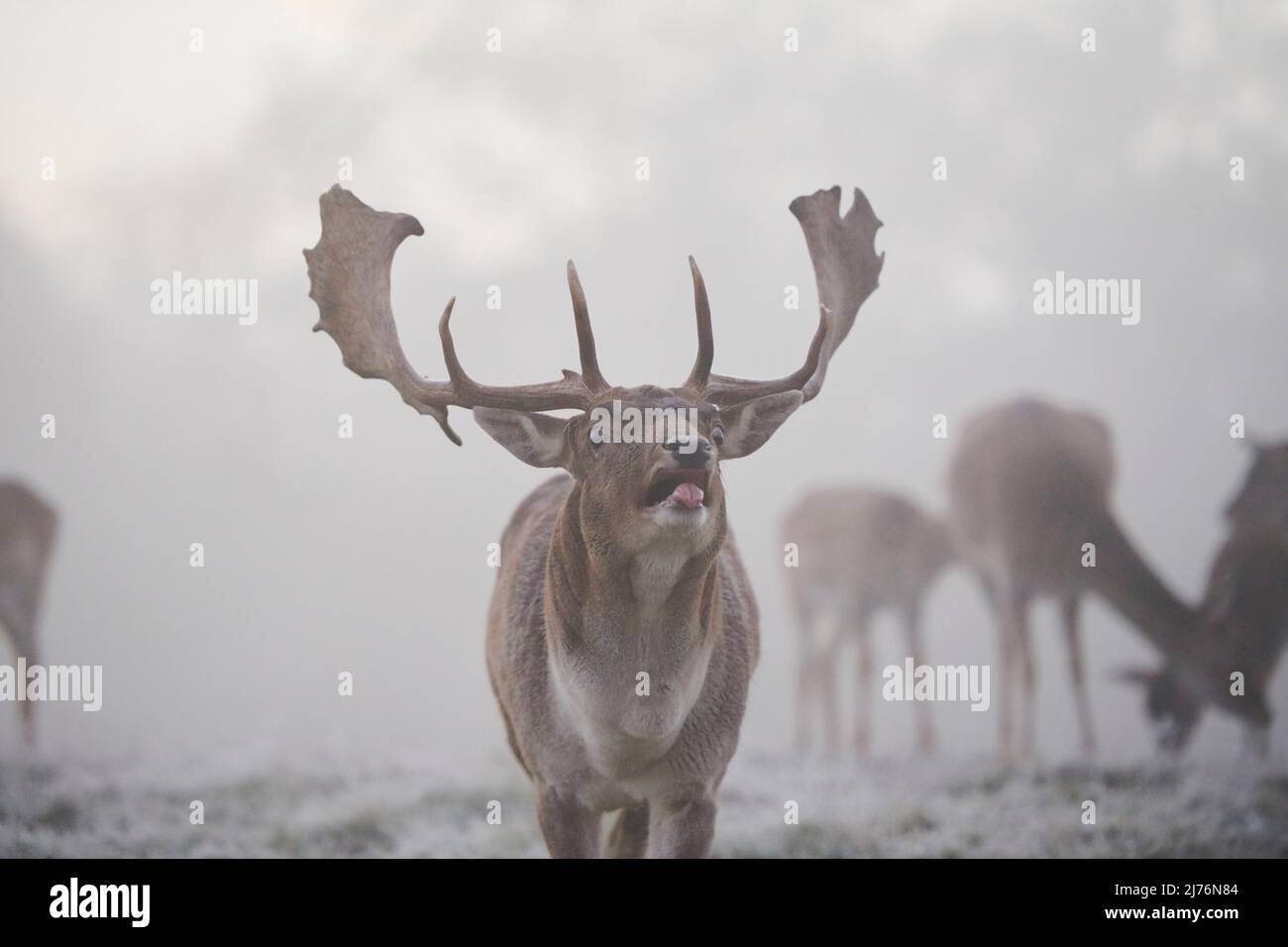 Damwild (Dama dama), Lichtung, Wiese, stehend, Kamera ansehen Stockfoto