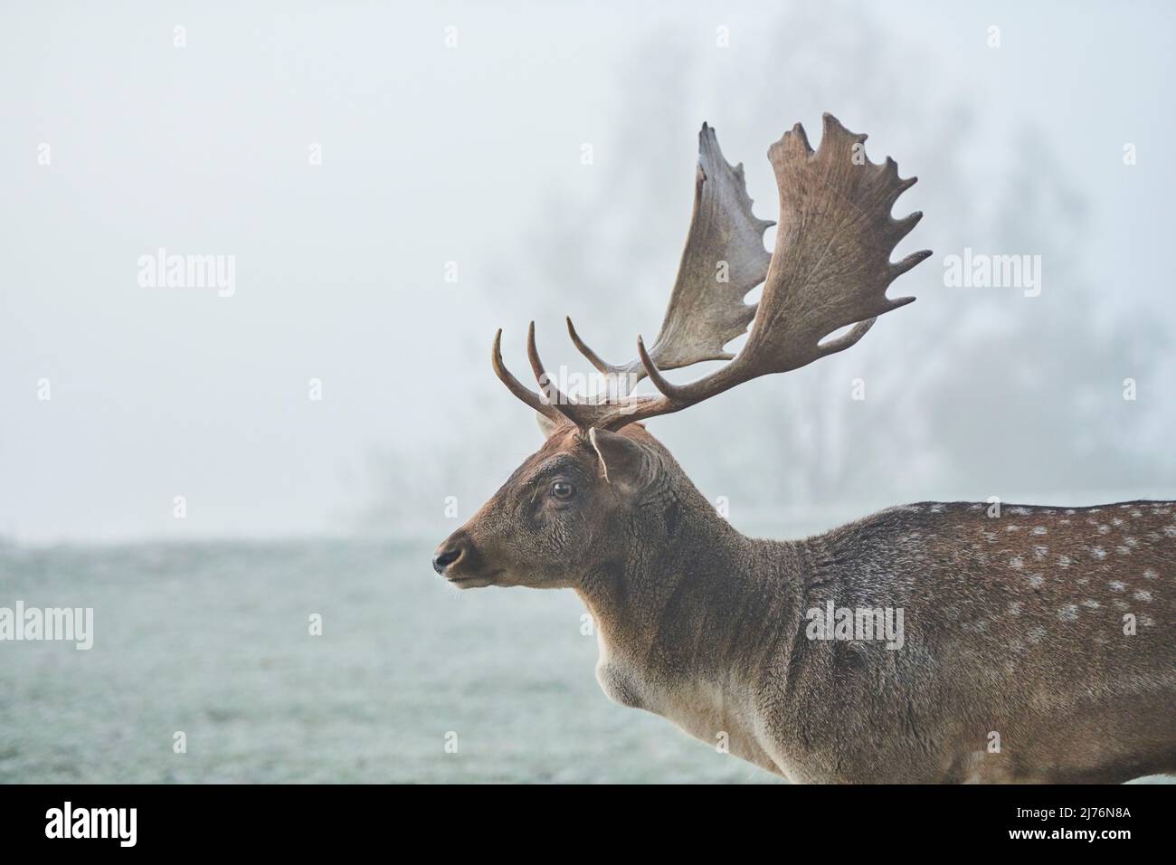 Damwild (Dama dama), Lichtung, Wiese, stehend Stockfoto