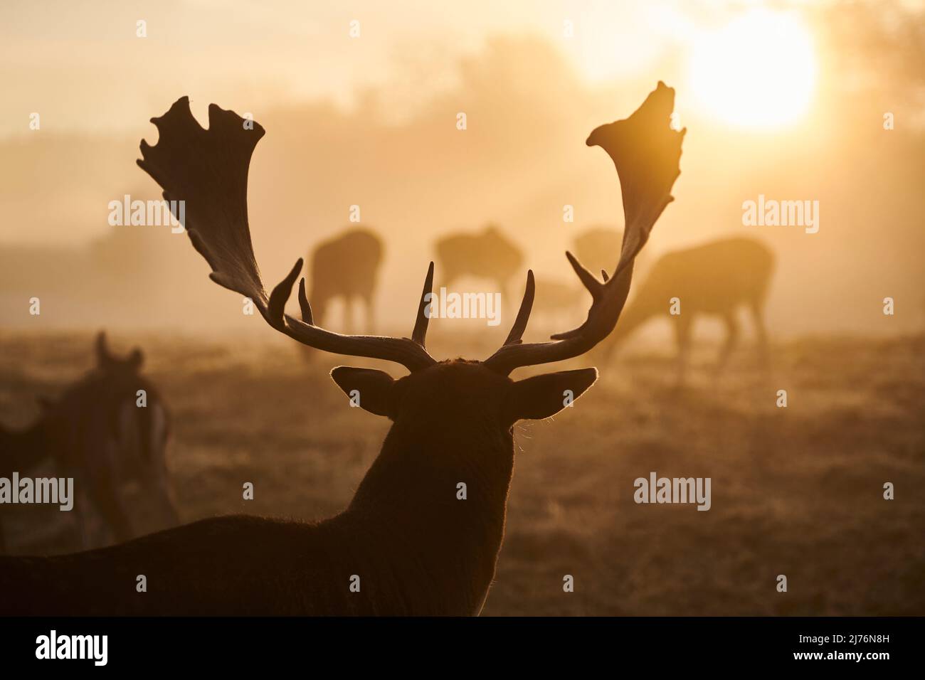 Damwild (Dama dama), Lichtung, Wiese, stehend, Rückansicht Stockfoto
