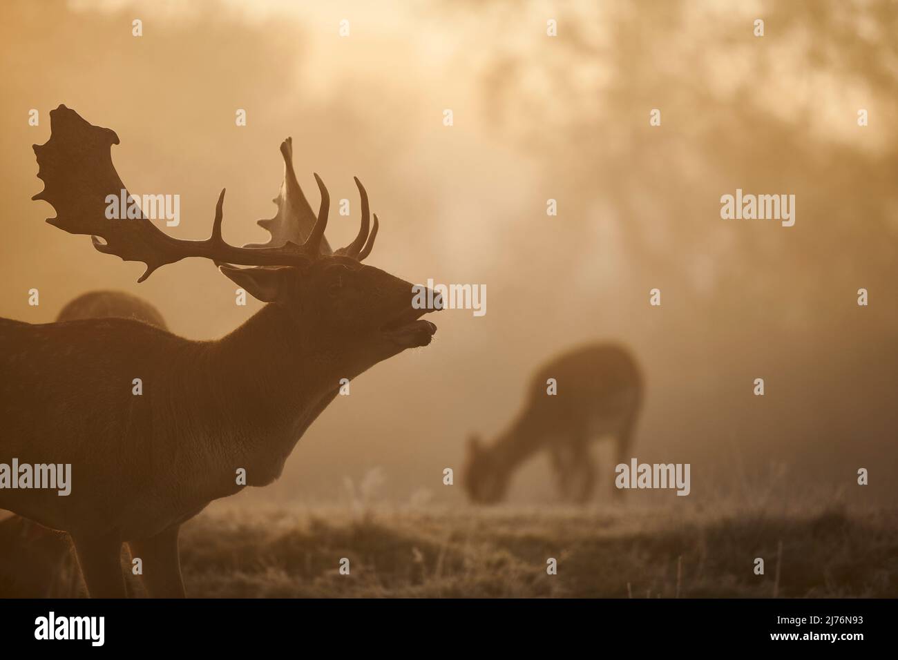 Damwild (Dama dama), Lichtung, Wiese, stehend, Stockfoto