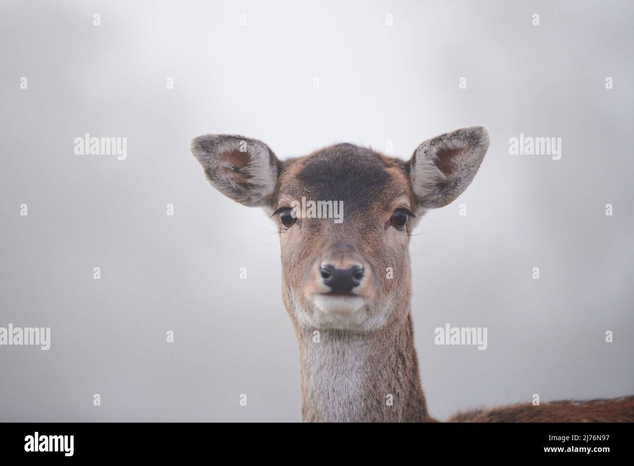 Damwild (Dama dama), Lichtung, Wiese, stehend, Kamera ansehen Stockfoto
