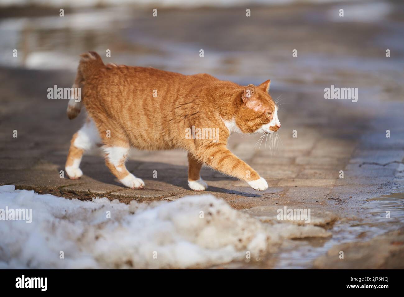 Hauskatze (Felis catus), Straße, Stockfoto