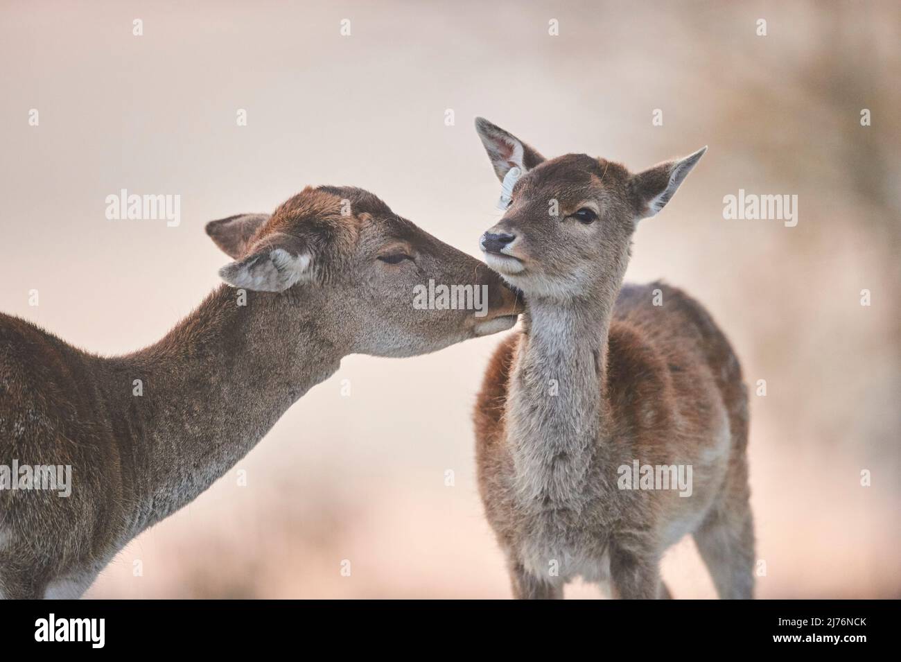 Damwild (Dama dama), Lichtung, Wiese, stehend, Stockfoto