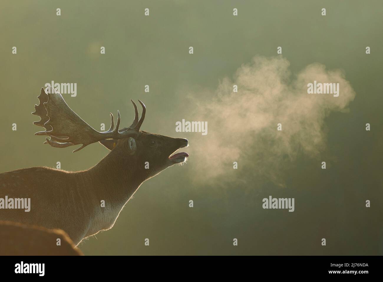 Damwild (Dama dama), Lichtung, Wiese, stehend Stockfoto