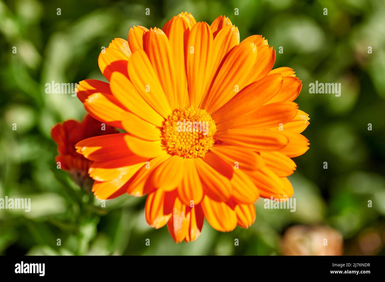 Nahaufnahme einer orangefarbenen Blüte der Calendula (Calendula officinalis), einer Butterblume oder Ringelblume, einem Kraut der Familie der Asterngewächse, mit grünen Blättern, konzentriert auf Stockfoto