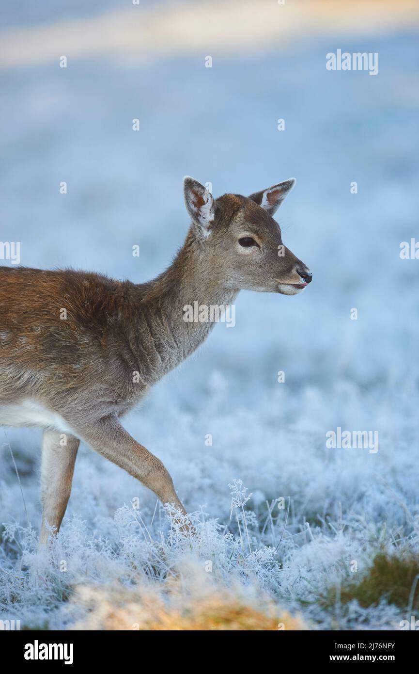 Damwild (Dama dama), Lichtung, Wiese, seitlich, stehend Stockfoto