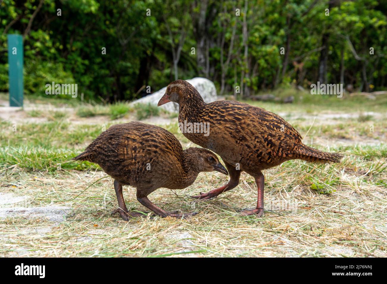 Nosy Weka Vögel fordern Futter von Wanderern am Abel Tasman Coast Track, Neuseeland Stockfoto