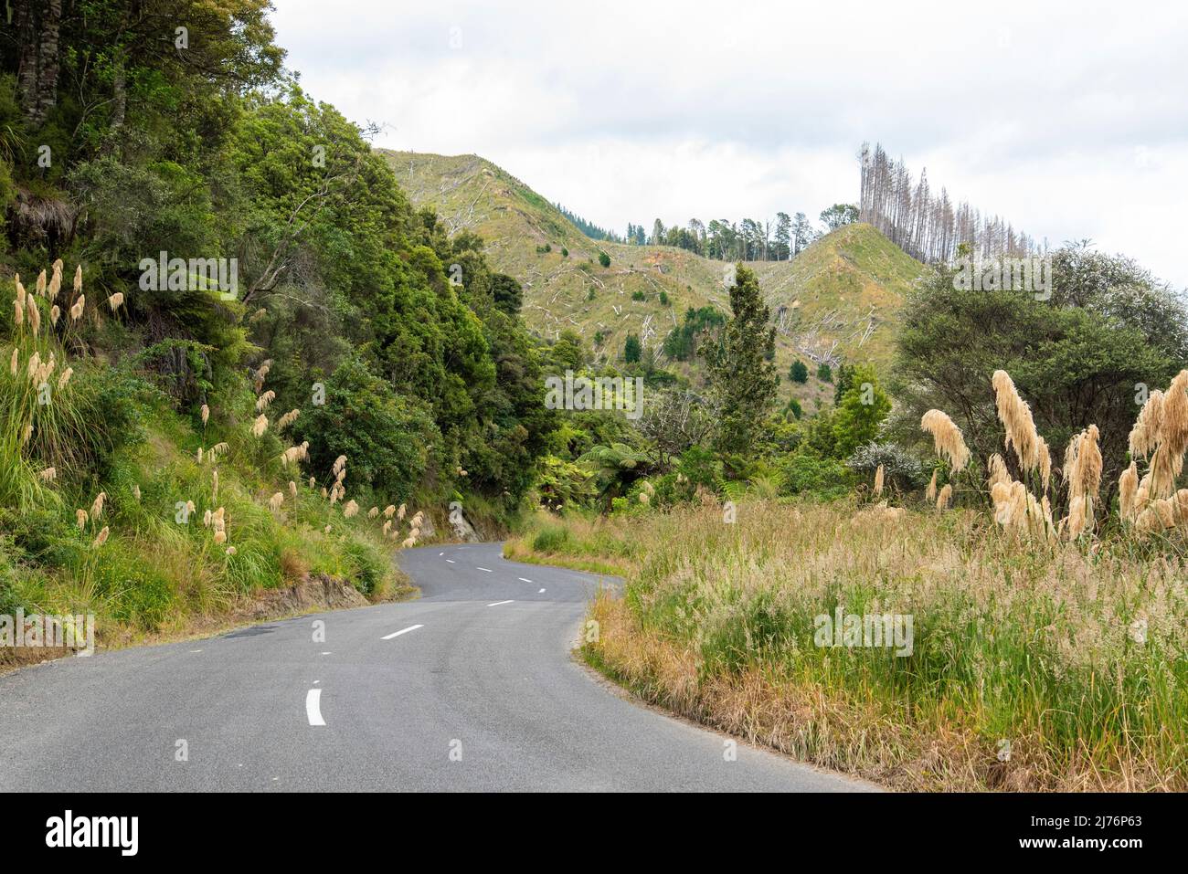 Kurvige Straße im Stadtteil Whanganui, Neuseeland Stockfoto