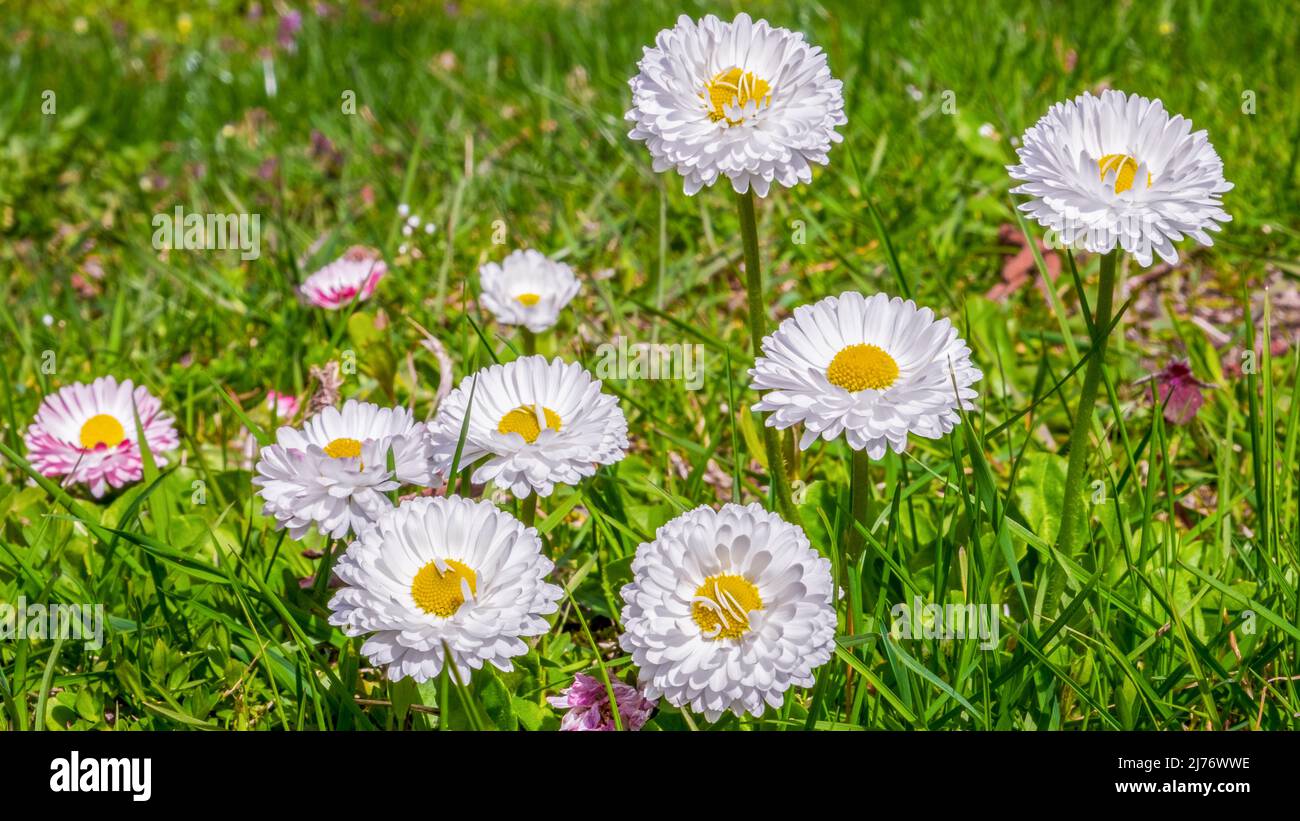 Gruppe von Gänseblümchen (Bellis perennis), die auf dem Feld blüht Stockfoto