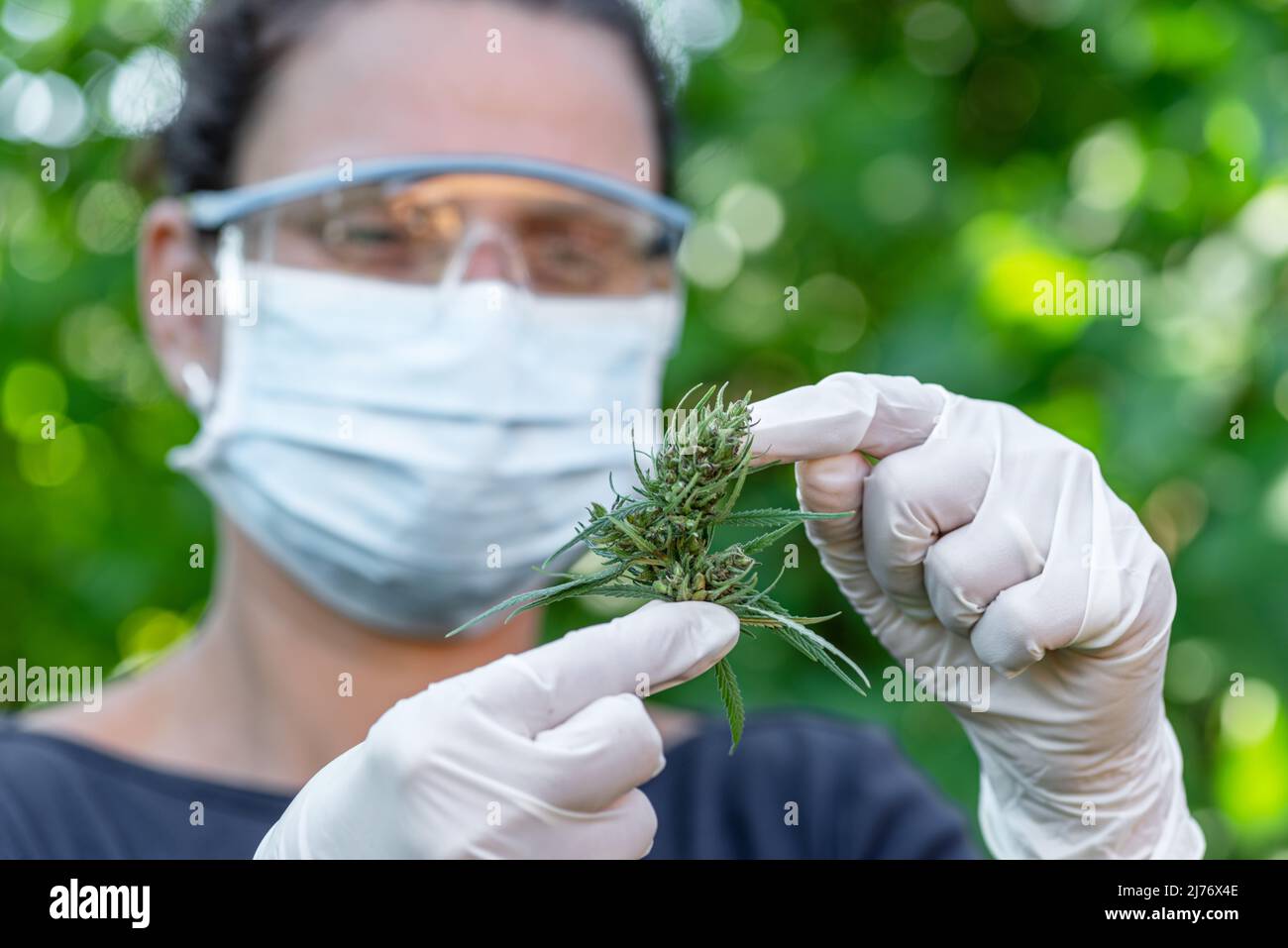 Gewächshaus-Assistent in Schutzkleidung überprüft die Bereitschaft der Cannabispflanze. Stockfoto