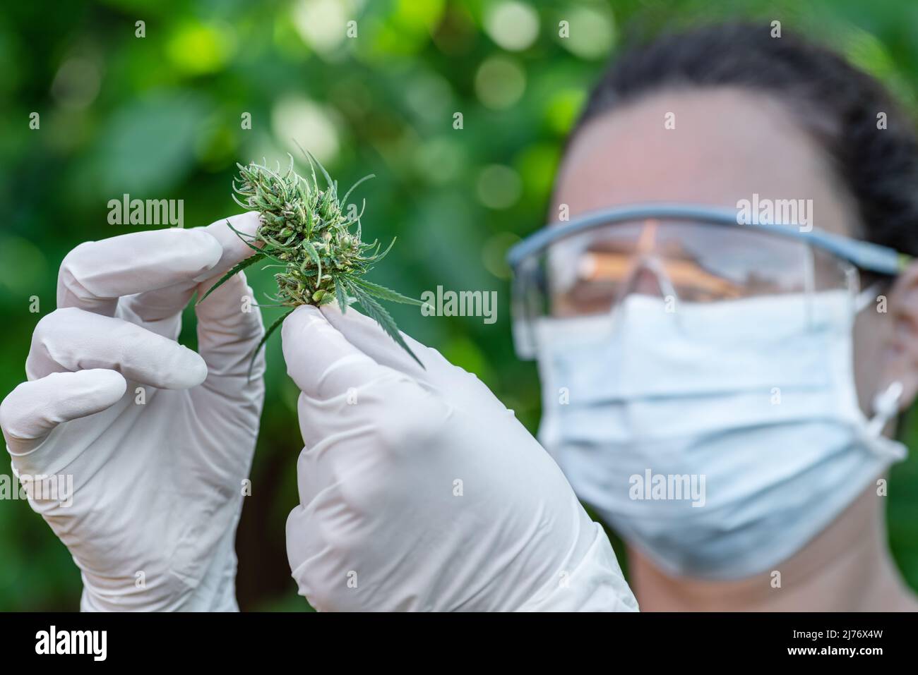 Gewächshaus-Assistent in Schutzkleidung überprüft die Bereitschaft der Cannabispflanze. Stockfoto