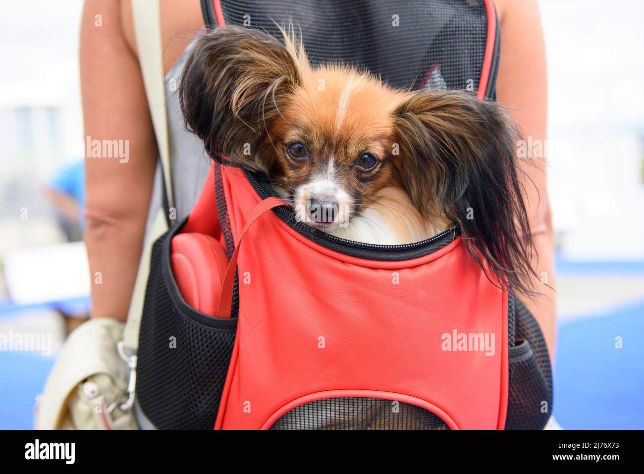 Ein Hund der Papillon-Rasse sitzt in einem roten Rucksack hinter der Herrin. Nahaufnahme. Stockfoto