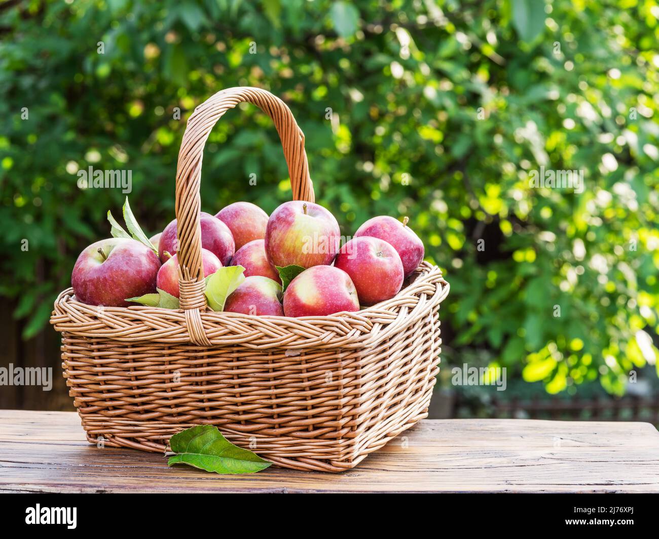 Reife Äpfel im Weidenkorb. Bio-Obsternte im Garten. Stockfoto