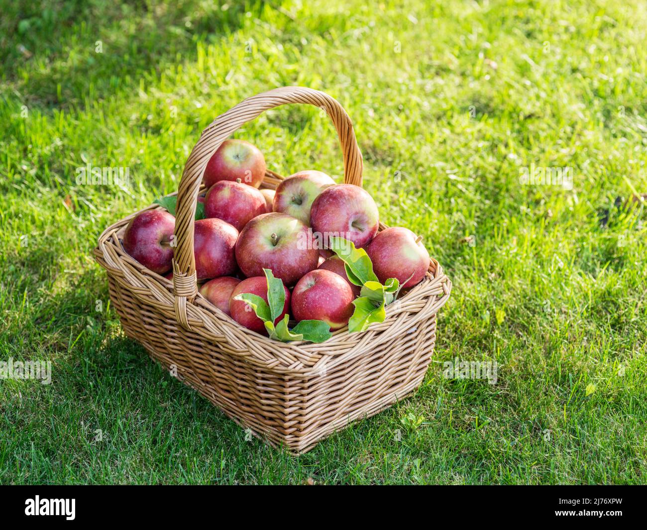 Reife Äpfel im Weidenkorb auf dem grünen Gras. Stockfoto
