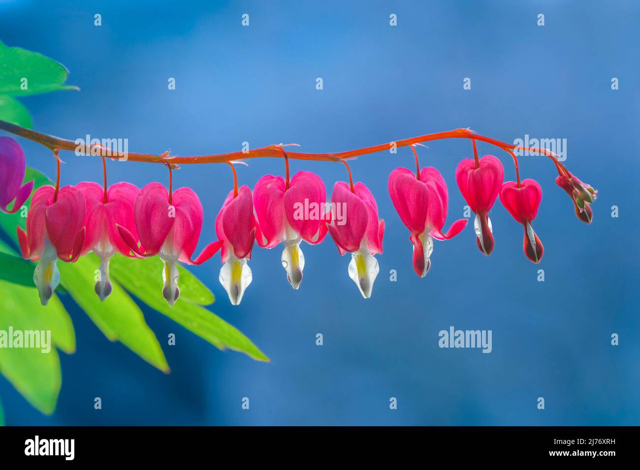 Tränendes Herz Blumen Stockfoto