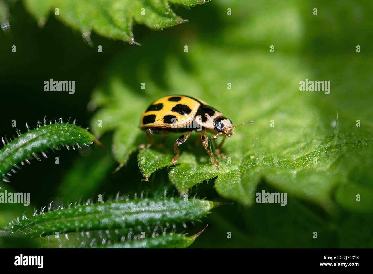 Marienkäfer mit 14 Punkten (Propylea quattuordecimpunctata, vierzehn Punkte), gelbes und schwarzes Insekt oder Käfer auf Brennnesselblatt, Großbritannien Stockfoto