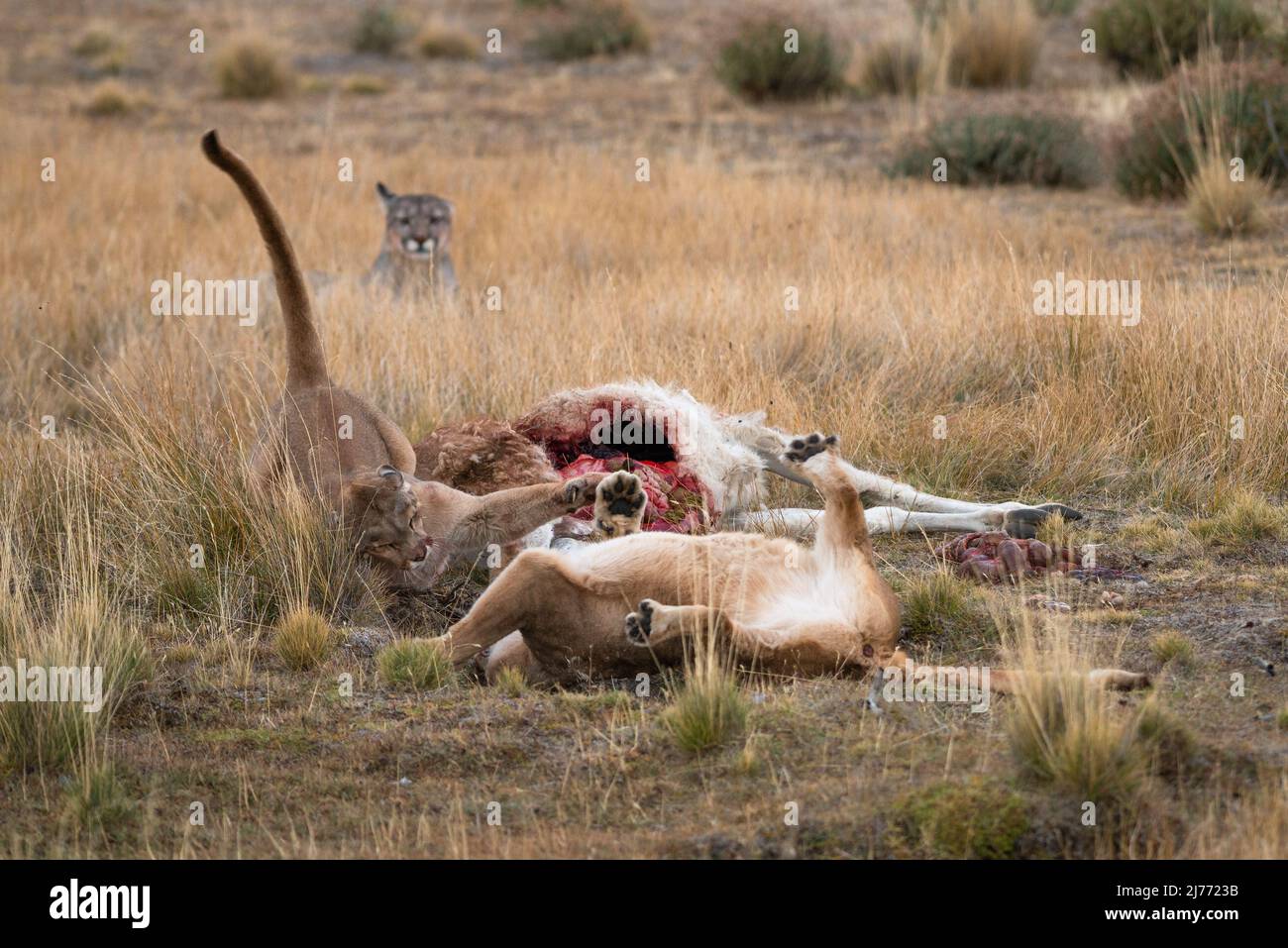 Pumas kämpfen um einen Guanaco-Leichnam, Chile Stockfoto