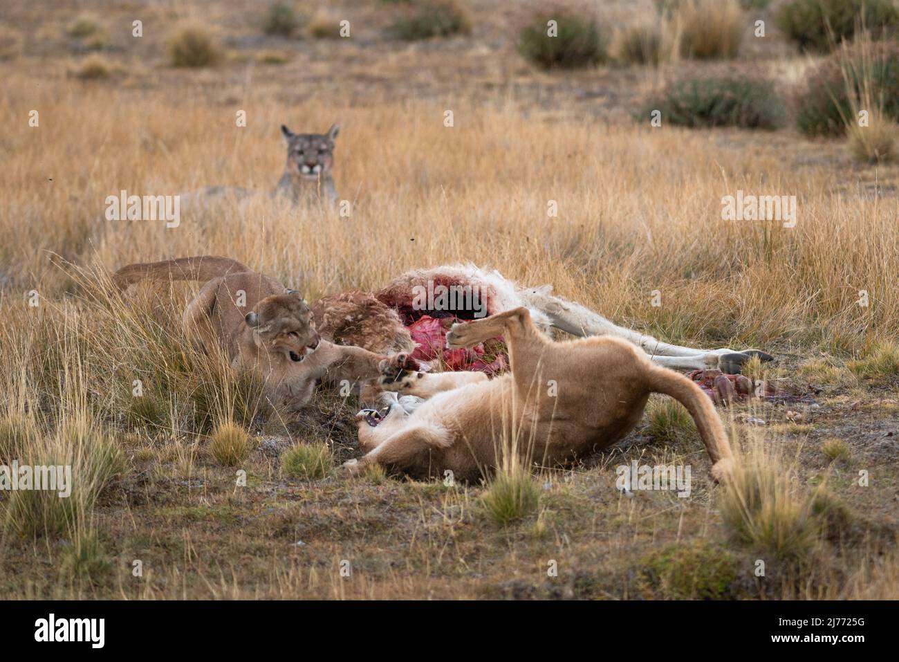 Pumas kämpfen um einen Guanaco-Leichnam, Chile Stockfoto