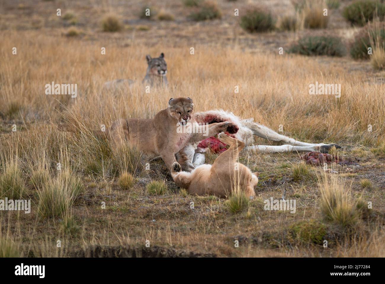 Pumas kämpfen um einen Guanaco-Leichnam, Chile Stockfoto