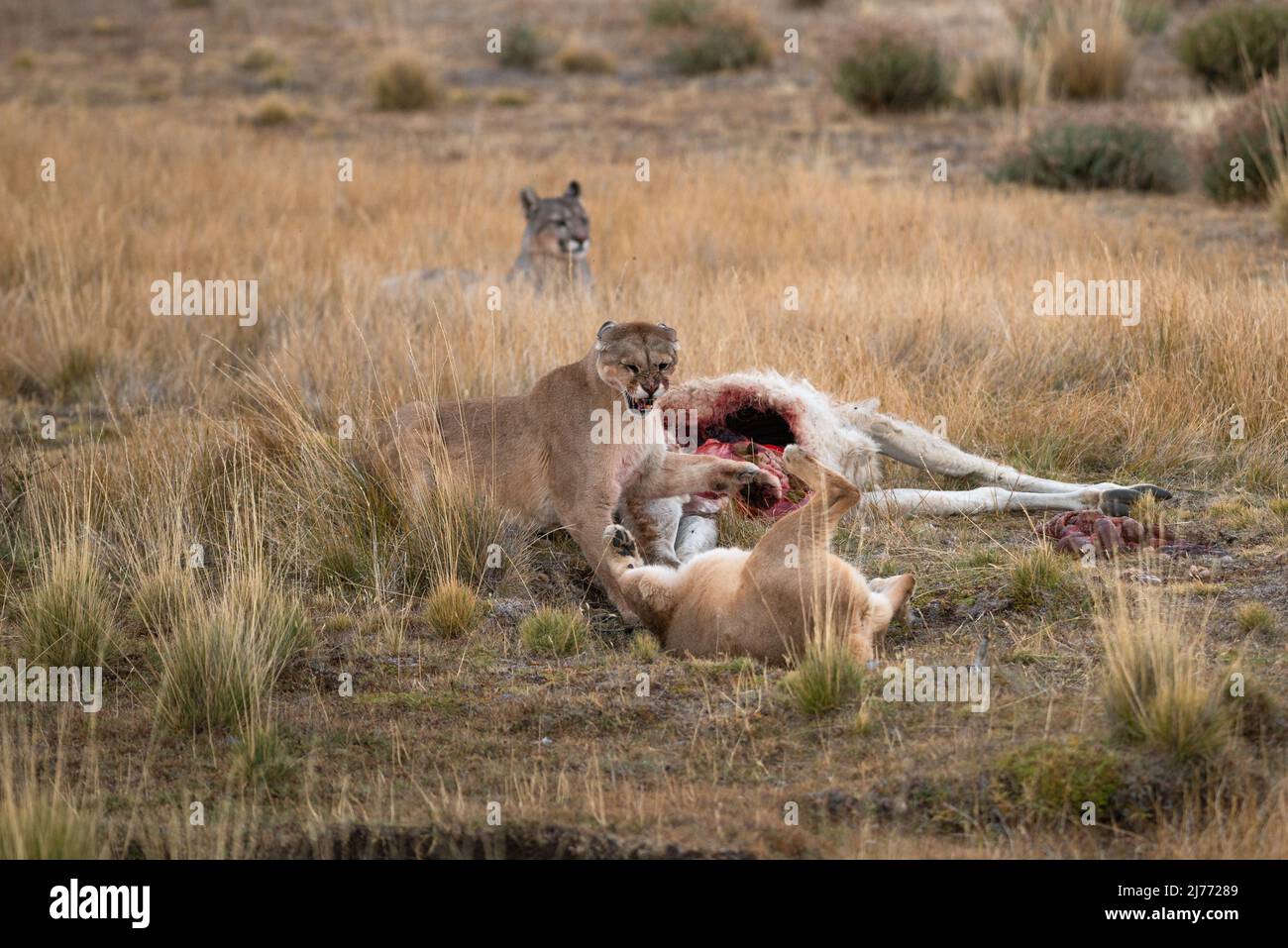 Pumas kämpfen um einen Guanaco-Leichnam, Chile Stockfoto