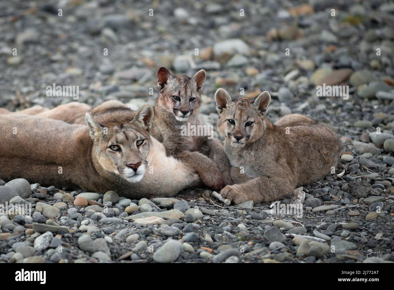 Eine Familie von Puma in der Nähe von Torres del Paine, Chile Stockfoto