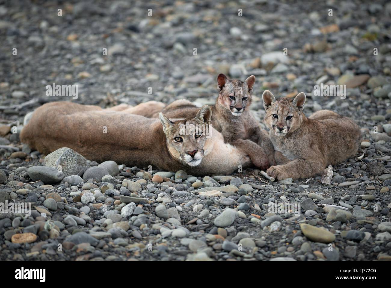 Eine Familie von Puma in der Nähe von Torres del Paine, Chile Stockfoto