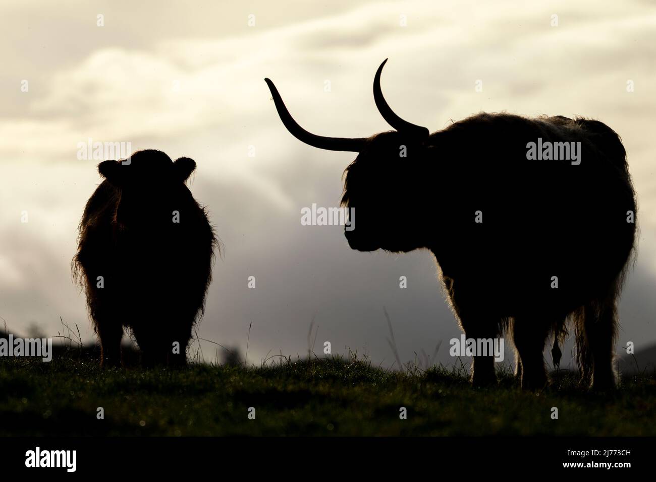 Ein paar auffällige Highland-Kühe, die an der schottischen Nordküste gefangen wurden. Sonnenaufgang, Sonnenuntergang im Sommer, Frühling. Stockfoto