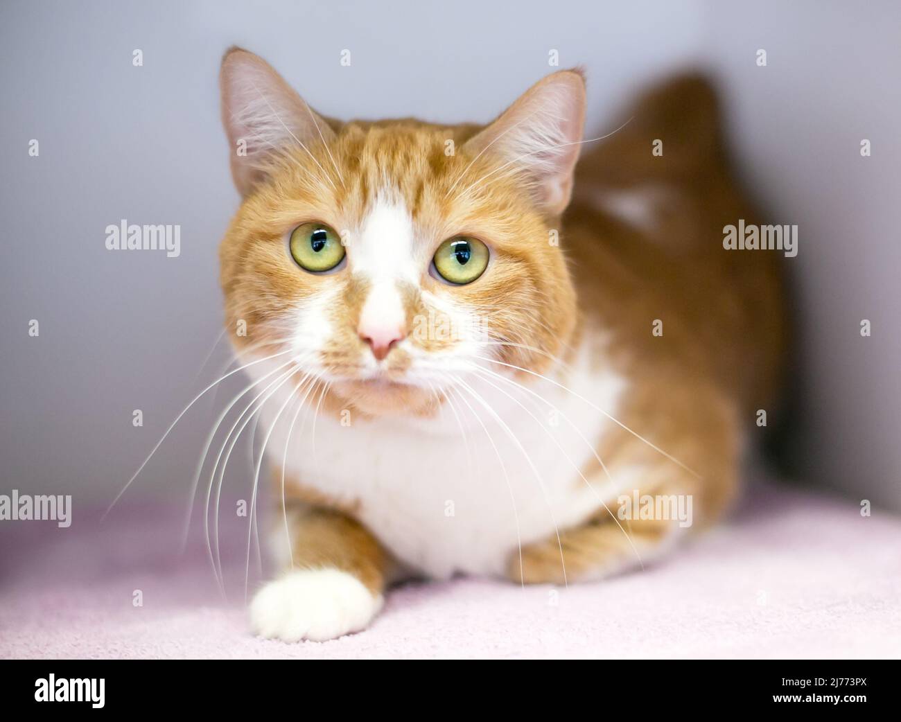 Eine orange gestromte und weiße Kurzhaarkatze mit langen Schnurrhaaren Stockfoto