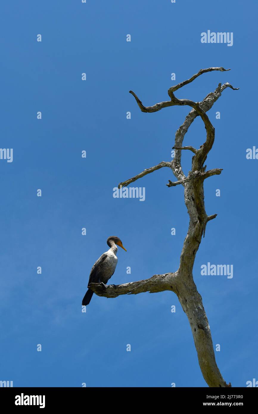 Großer Kormoran, Phalacrocorax carbo, thront auf einem Ast eines trockenen Baumes, in Mexiko. Stockfoto