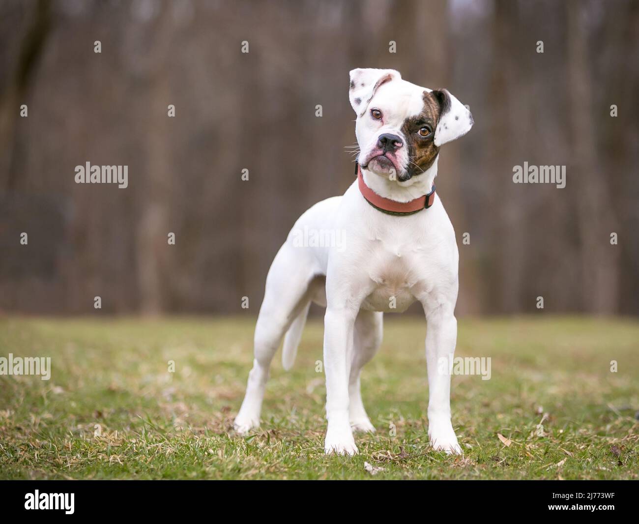Ein Pug x Beagle x Bulldog Mischlingshund, der mit einem Kopfneigung zuhört Stockfoto