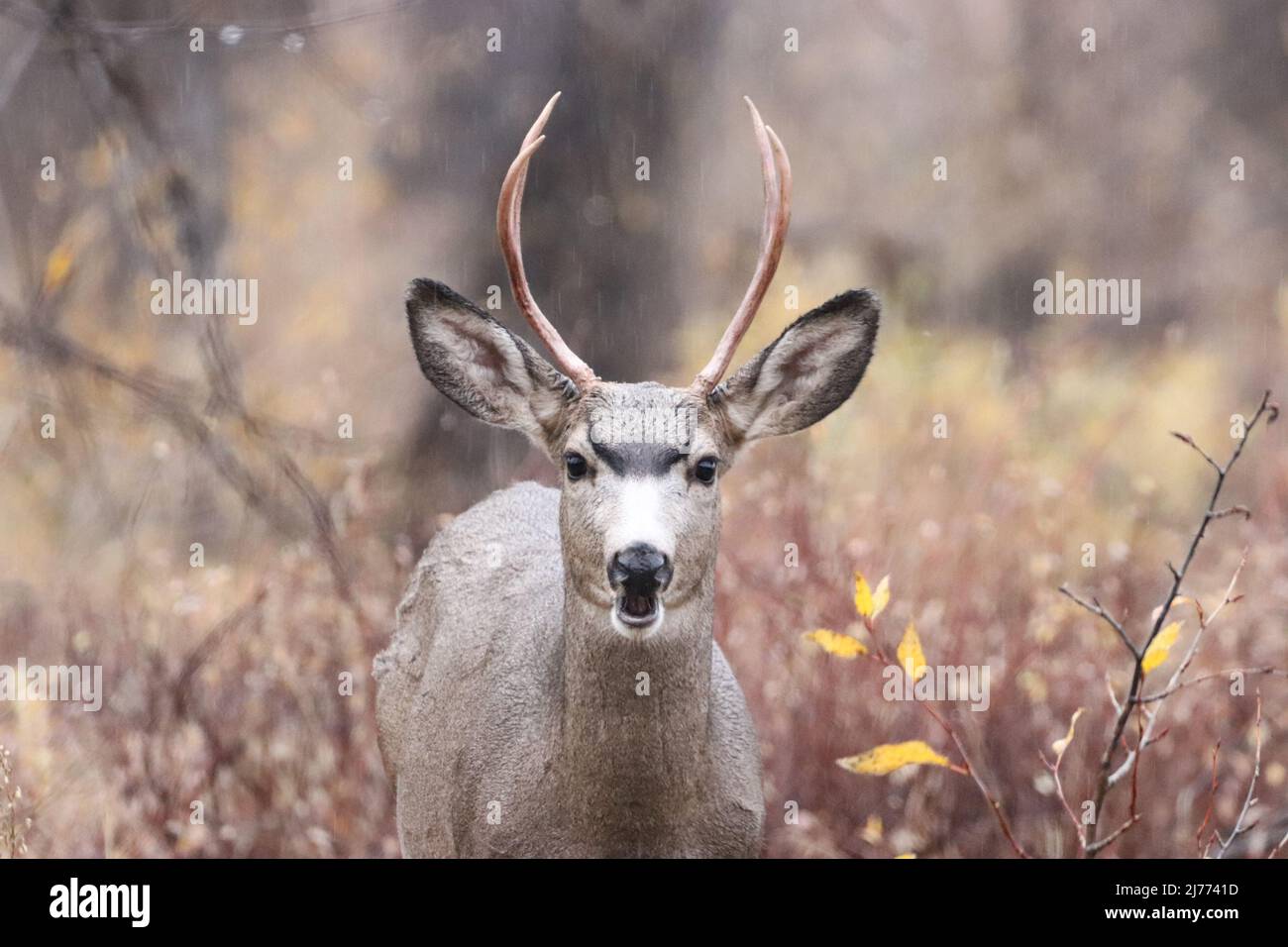 Maultier Hirse grasen im Regen im Grand Teton National Park Stockfoto