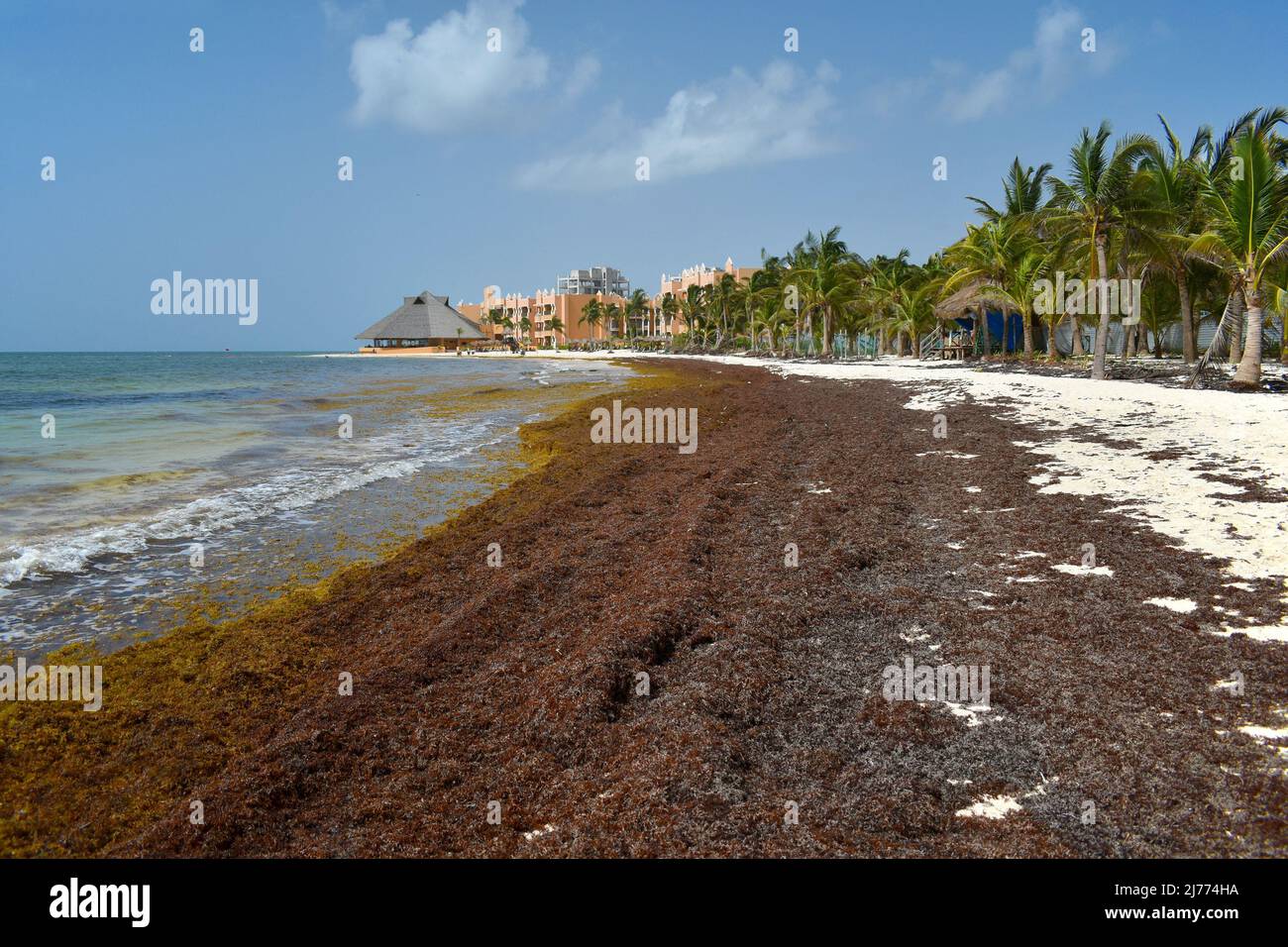 Algen werden an einem Sandstrand, Playa del Carmen, Yucatán, Mexiko, gespült. Stockfoto