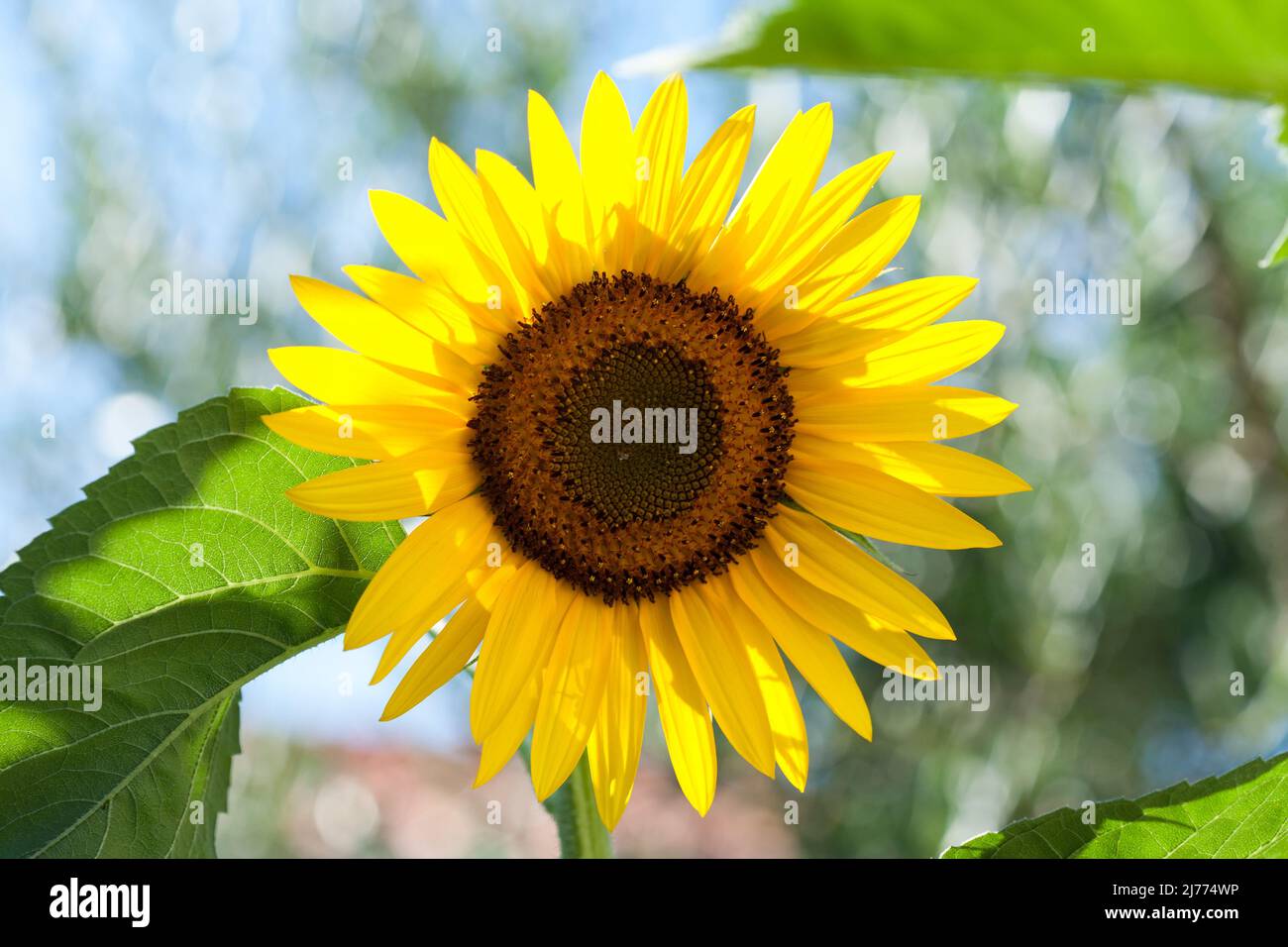 Schöne Sonnenblume an einem sonnigen Tag mit einem natürlichen Hintergrund. Selektiver Fokus. Stockfoto