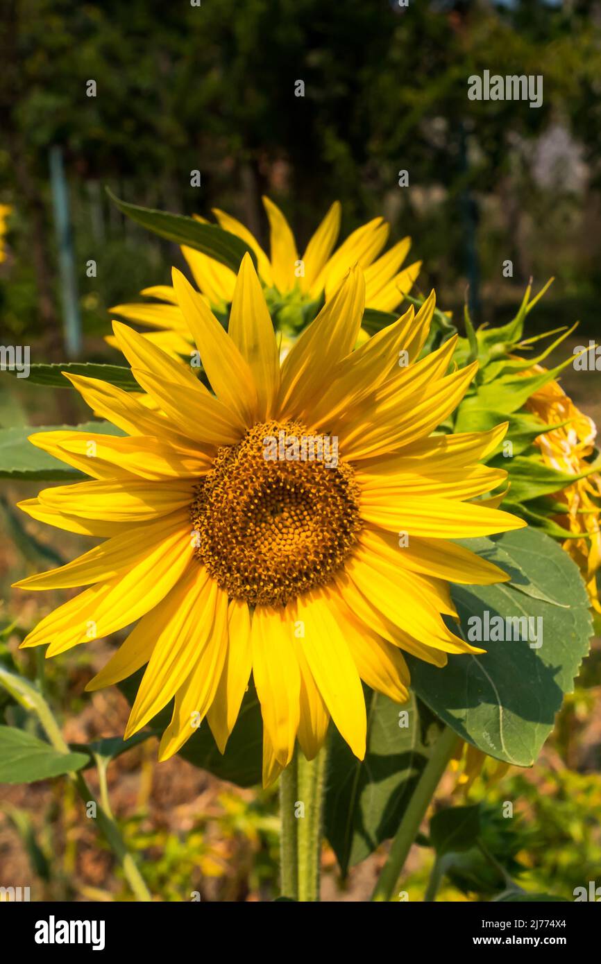 Schöne Sonnenblume an einem sonnigen Tag mit einem natürlichen Hintergrund. Selektiver Fokus. Stockfoto