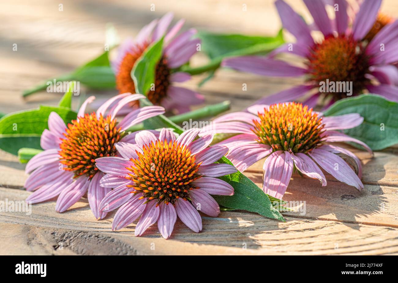 Blühende Blütenköpfe oder Echinacea-Blüten auf Holzhintergrund aus der Nähe. Stockfoto