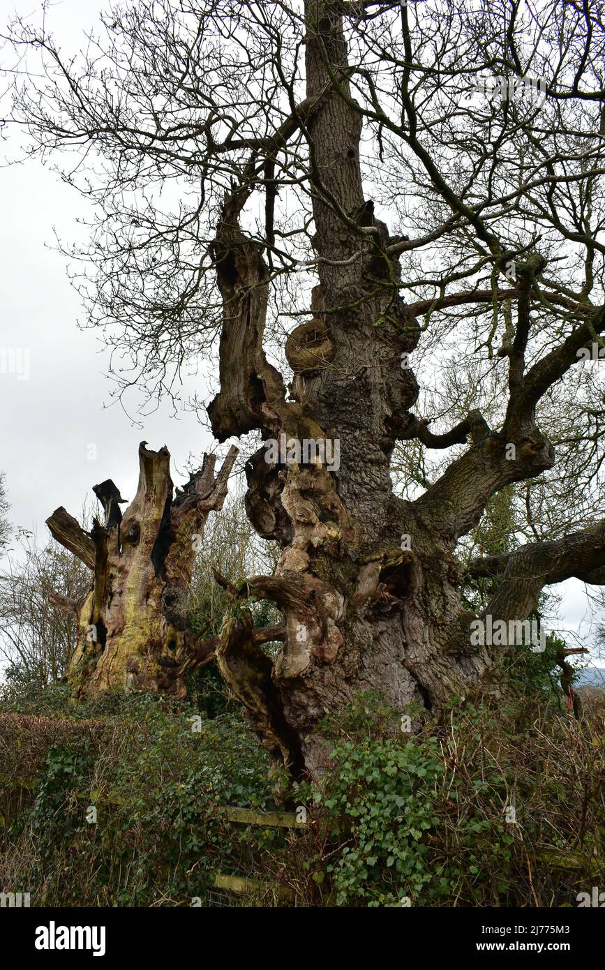 Überreste Der Gog- Und Magog-Bäume In Glastonbury Stockfoto