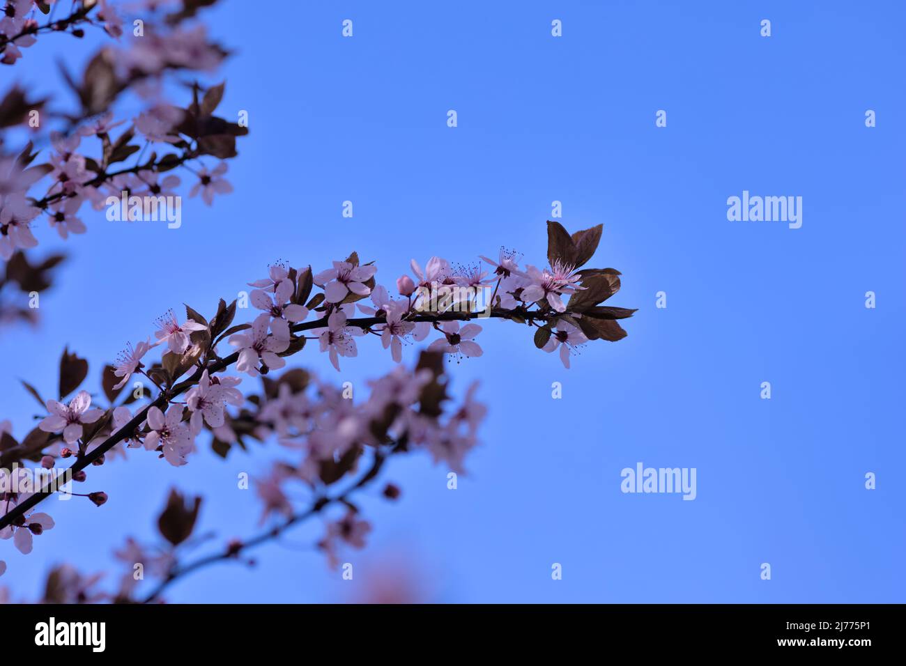 Zweige rosa Kirschblüten, blauer Himmel ohne Wolken Stockfoto